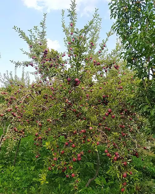 معنی کلمه بار در دانشنامه عمومی