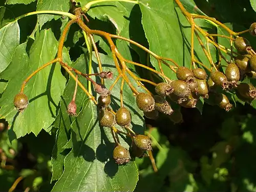 معنی کلمه بارانک در فرهنگ عمید