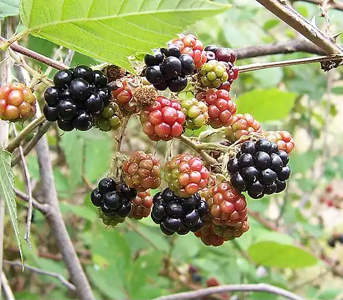 معنی کلمه تمشک در فرهنگ عمید