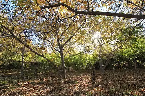 معنی کلمه خبر در فرهنگ عمید