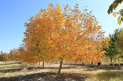 معنی کلمه خبر در فرهنگستان زبان و ادب