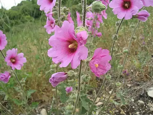 معنی کلمه ختمی در لغت نامه دهخدا