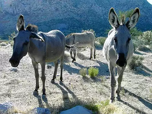 معنی کلمه خر در فرهنگ معین