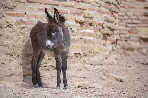 معنی کلمه خر در فرهنگ فارسی