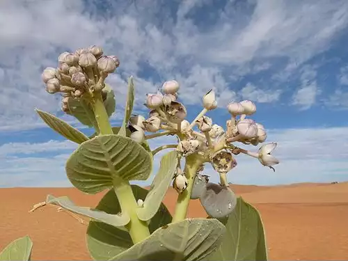 معنی کلمه خرک در فرهنگ عمید