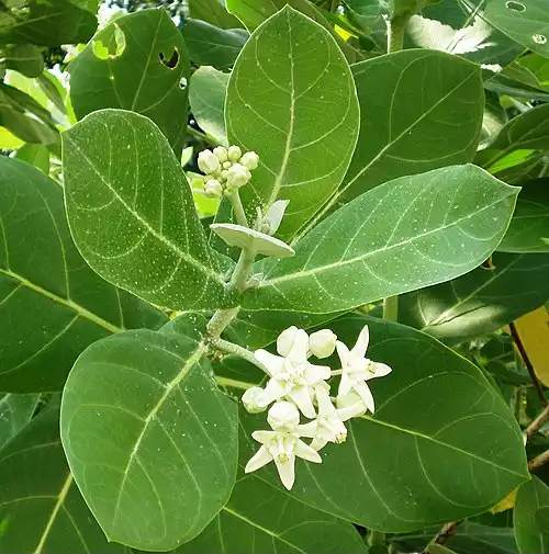 معنی کلمه خرک در دانشنامه عمومی