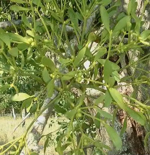 معنی کلمه دارواش در فرهنگستان زبان و ادب