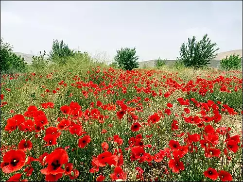 معنی کلمه داریان در لغت نامه دهخدا