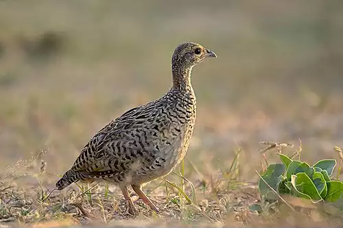 معنی کلمه دراج در لغت نامه دهخدا