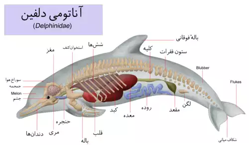 معنی کلمه دلفین در فرهنگ معین