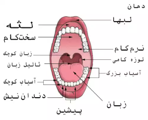 معنی کلمه دندان نیش در دانشنامه آزاد فارسی