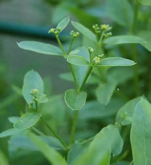 معنی کلمه روناس در فرهنگ اسم ها