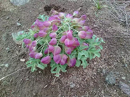 معنی کلمه روناس در فرهنگستان زبان و ادب