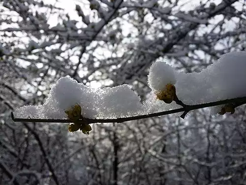 معنی کلمه زغال اخته در فرهنگستان زبان و ادب