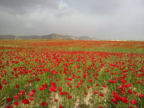 معنی کلمه سرمست در فرهنگ عمید