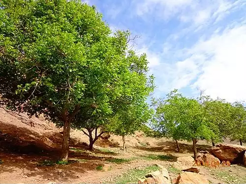 معنی کلمه سلیمانی در فرهنگ فارسی