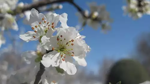 معنی کلمه شکوفه در فرهنگ فارسی