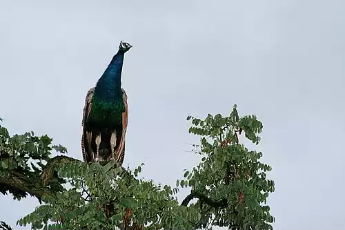 معنی کلمه طاووس در لغت نامه دهخدا