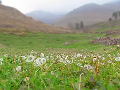 معنی کلمه قاصدک در فرهنگ معین