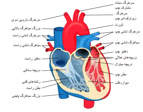 معنی کلمه قلب در لغت نامه دهخدا