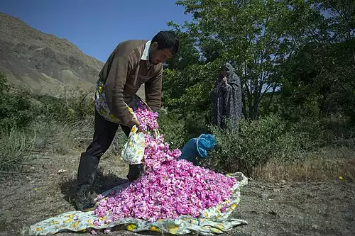 معنی کلمه قمصر در دانشنامه عمومی