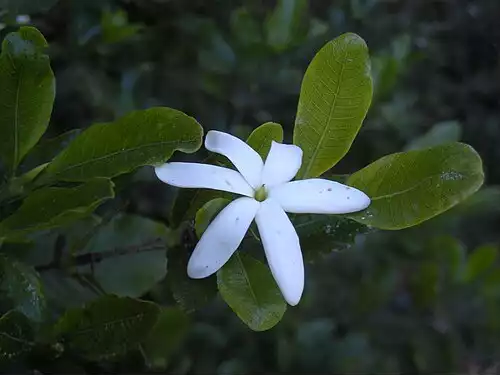 معنی کلمه گاردنیا در دانشنامه آزاد فارسی