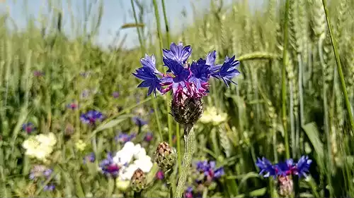 معنی کلمه گل گندم در فرهنگ فارسی