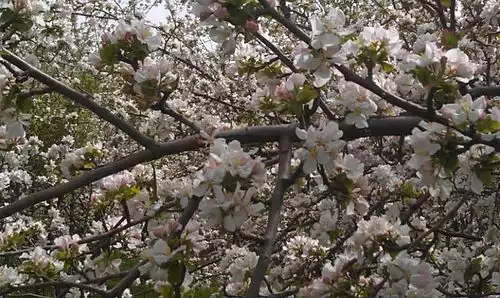 معنی کلمه گهواره در دانشنامه عمومی