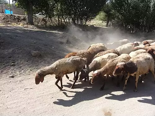 معنی کلمه گوسفند در فرهنگ فارسی