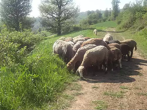 معنی کلمه گوسفند در دانشنامه عمومی