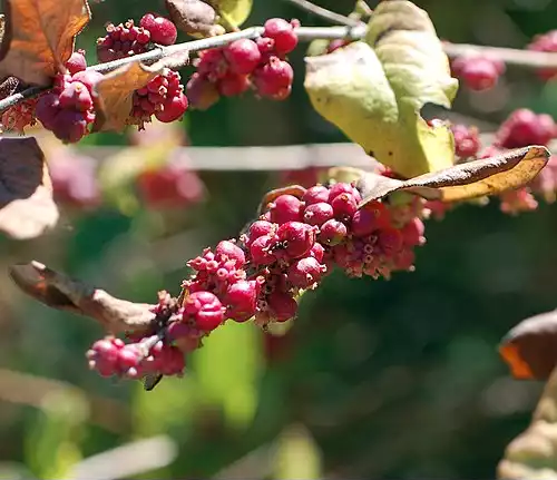 معنی کلمه مروارید در فرهنگ اسم ها