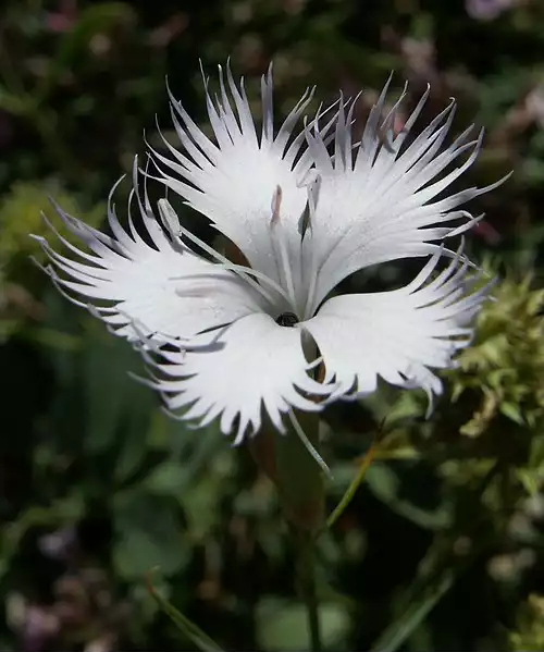 معنی کلمه میخک در فرهنگ عمید