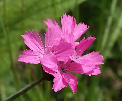 معنی کلمه میخک در فرهنگ فارسی