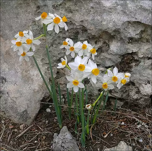 معنی کلمه نرگس در دانشنامه عمومی