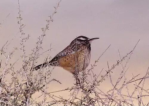 جملاتی از کاربرد کلمه یوکاتان