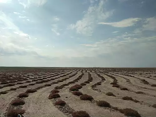 جملاتی از کاربرد کلمه کلیجه