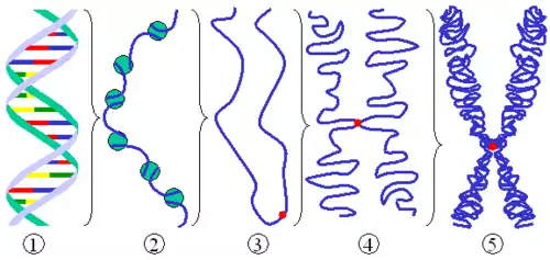 کروماتین