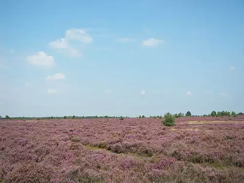 معنی کلمه لونبورگ در دانشنامه عمومی