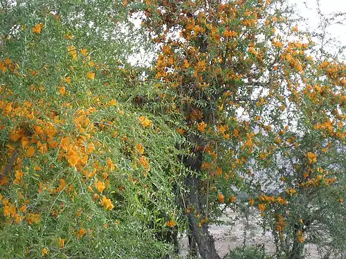 معنی کلمه گهره در دانشنامه عمومی