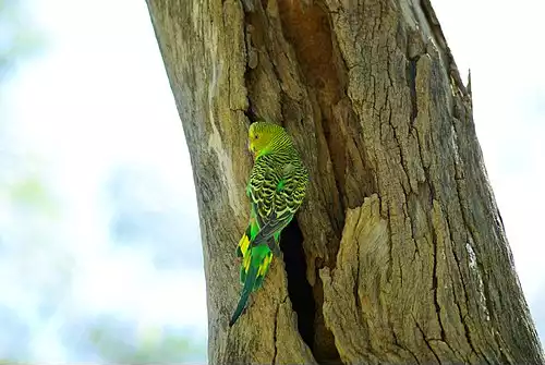 جملاتی از کاربرد کلمه مرغ عشق