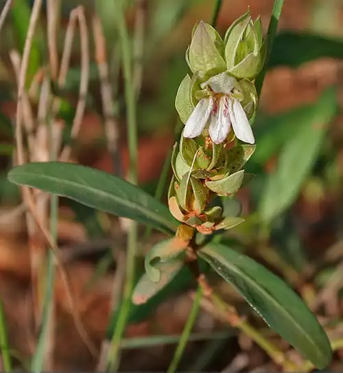 معنی کلمه مشعلی در لغت نامه دهخدا