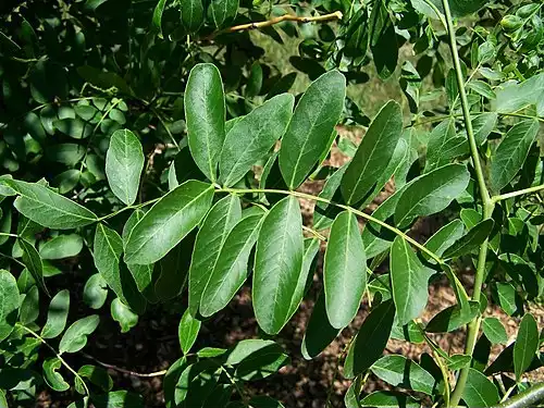 معنی کلمه لیلکی در لغت نامه دهخدا