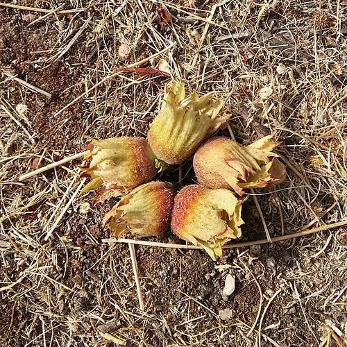 معنی کلمه خسرود در دانشنامه عمومی