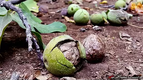 جملاتی از کاربرد کلمه دوریسان