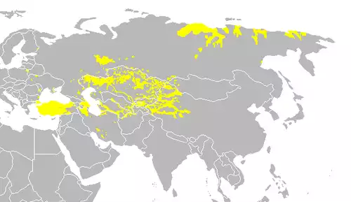 معنی کلمه زبان های ترکی در دانشنامه عمومی