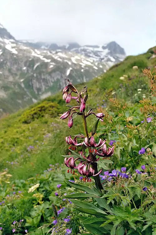 معنی کلمه سوسنیان در دانشنامه عمومی