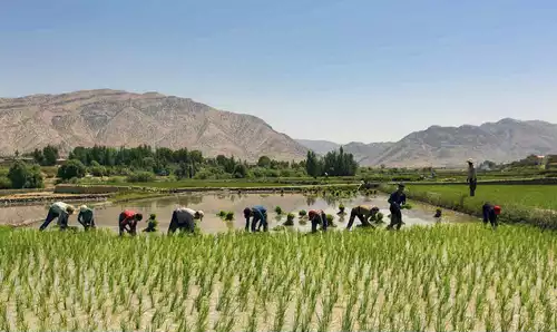 معنی کلمه شیدان در فرهنگ اسم ها