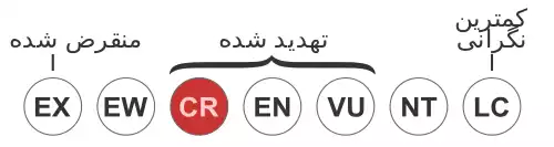 معنی کلمه دولفین کوهان دار اطلسی در فرهنگستان زبان و ادب