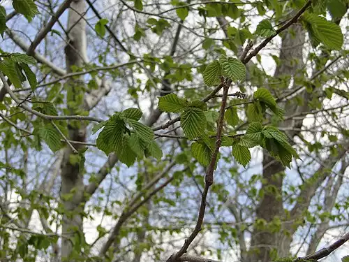 جملاتی از کاربرد کلمه باویل