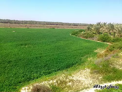 جملاتی از کاربرد کلمه درودگاه